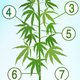 Image for article titled The Science Of Cannabis